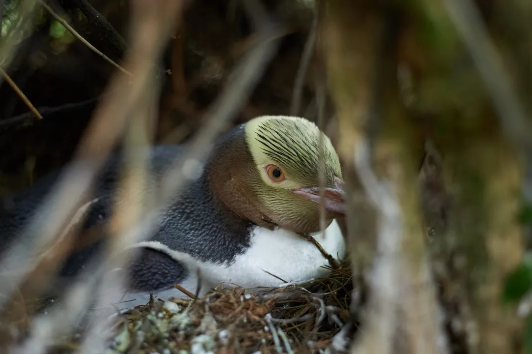 Yellow-Eyed Penguin Scientific Classification