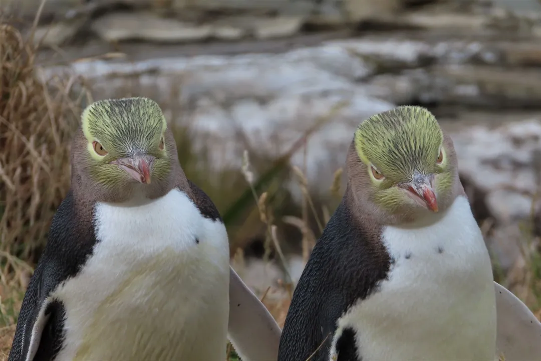 Yellow-Eyed Penguin Scientific Classification, Linnaean Ranks