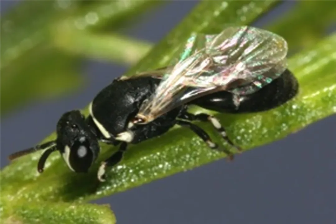 Yellow-faced Bee Diet, Basic Energy Needs