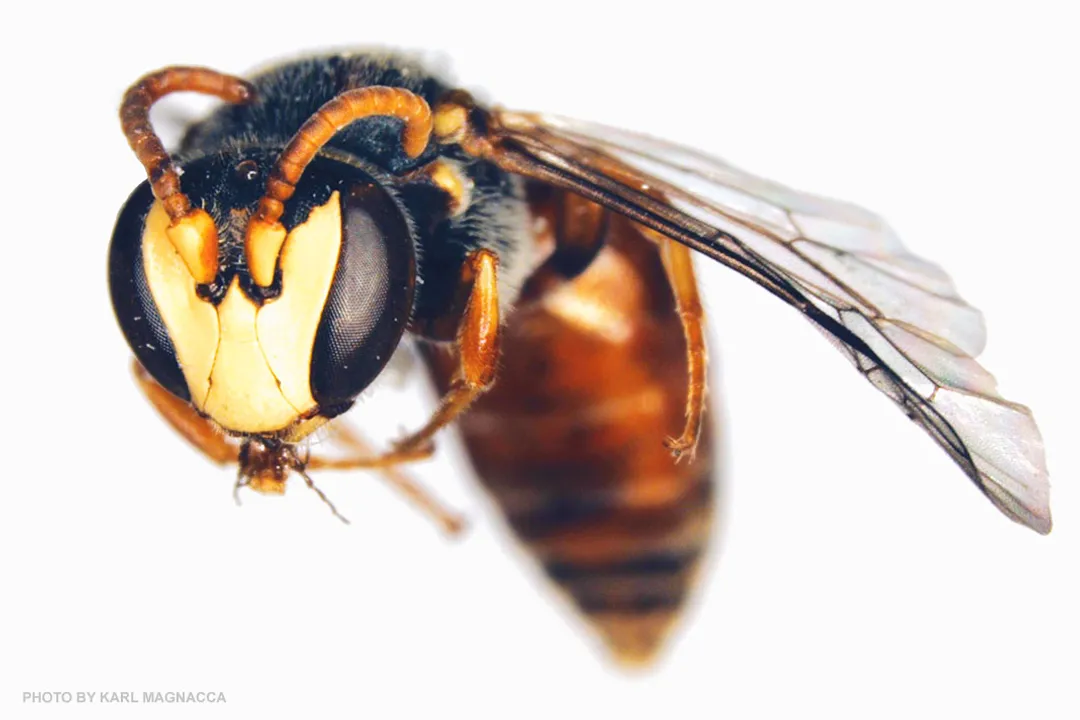 Yellow-faced Bee Evolution, Ecological Roles