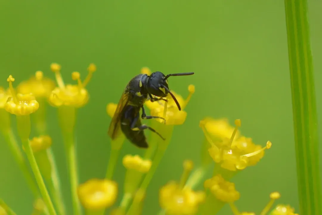 Yellow-faced Bee Facts, Unique Carrying