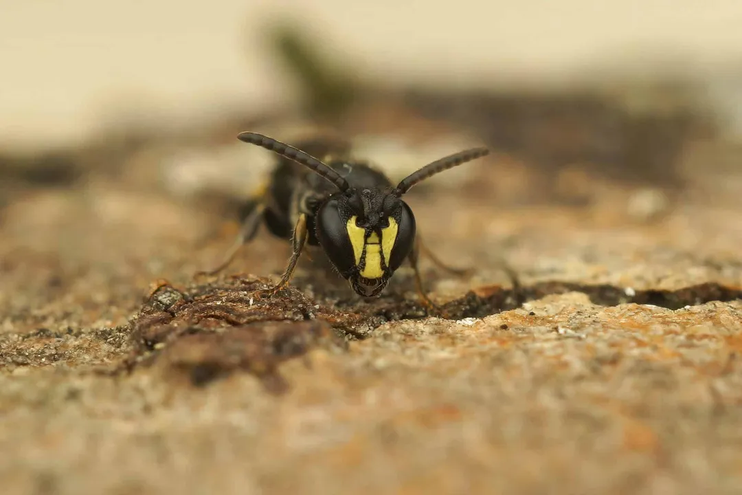Yellow-faced Bee Facts, Genus Traits