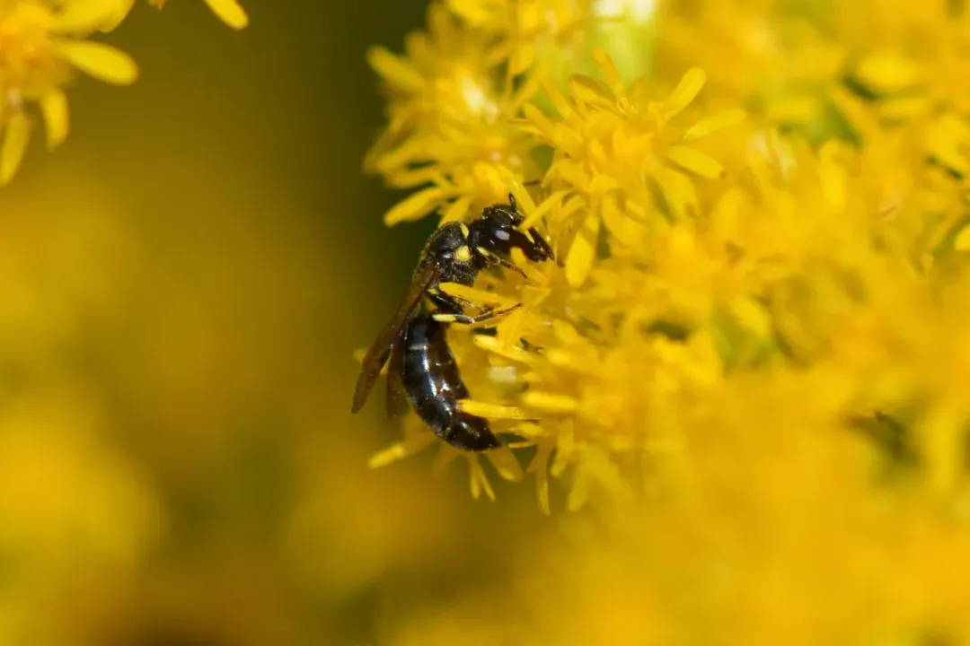 What specialized structure found on honeybees do yellow-faced bees notably lack?