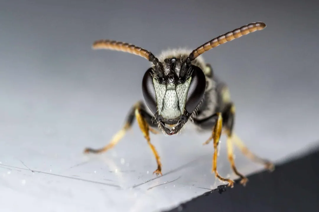 Yellow-faced Bee Physical Characteristics