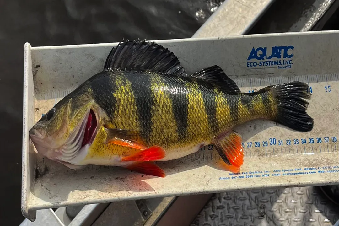Yellow Perch Diet, Adult Menu Shifts