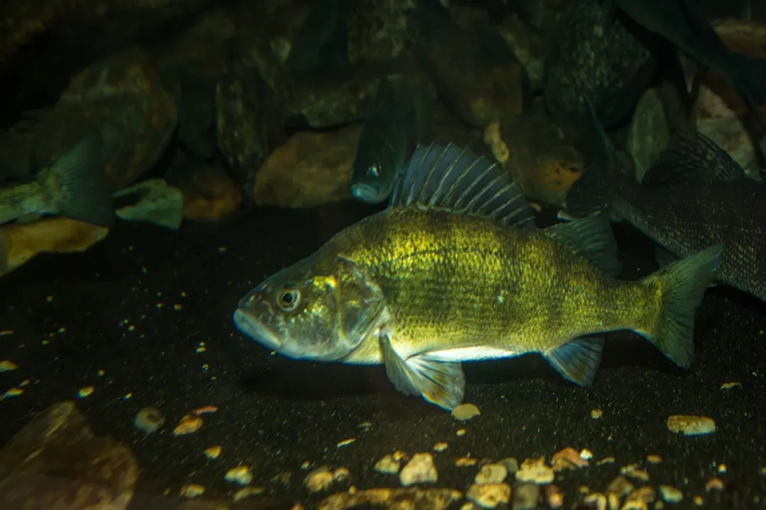 Yellow Perch Diet, Early Feeding