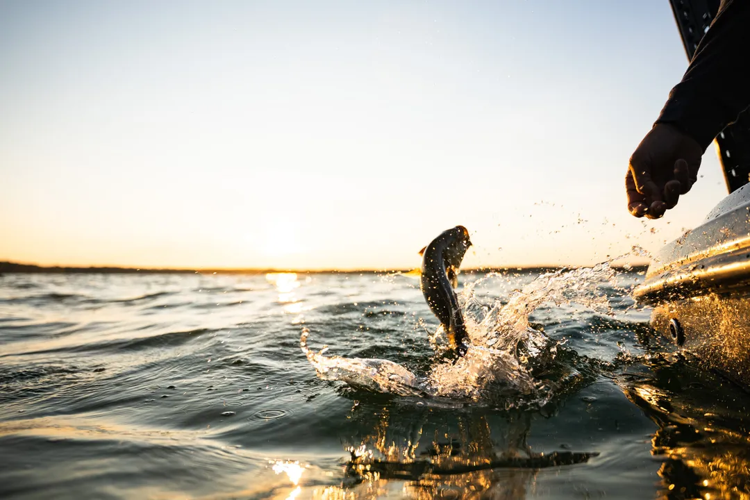 Yellow Perch Locations, Native Range