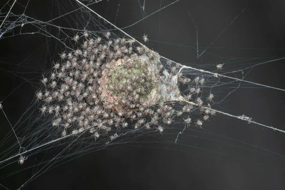 Yellow Sac Spider Diet, Intraspecies Consumption