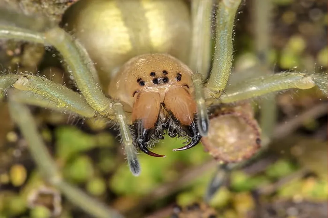 What physiological benefit does nectar consumption provide to the yellow sac spider?