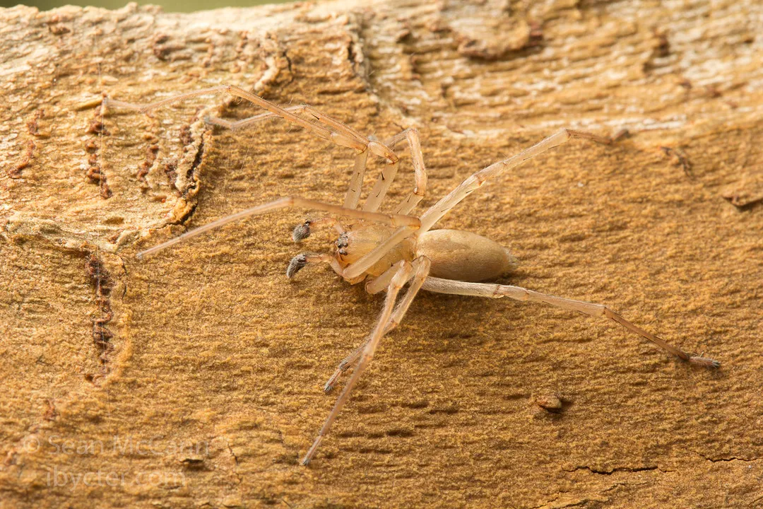Yellow Sac Spider Evolution, Genetic Mapping
