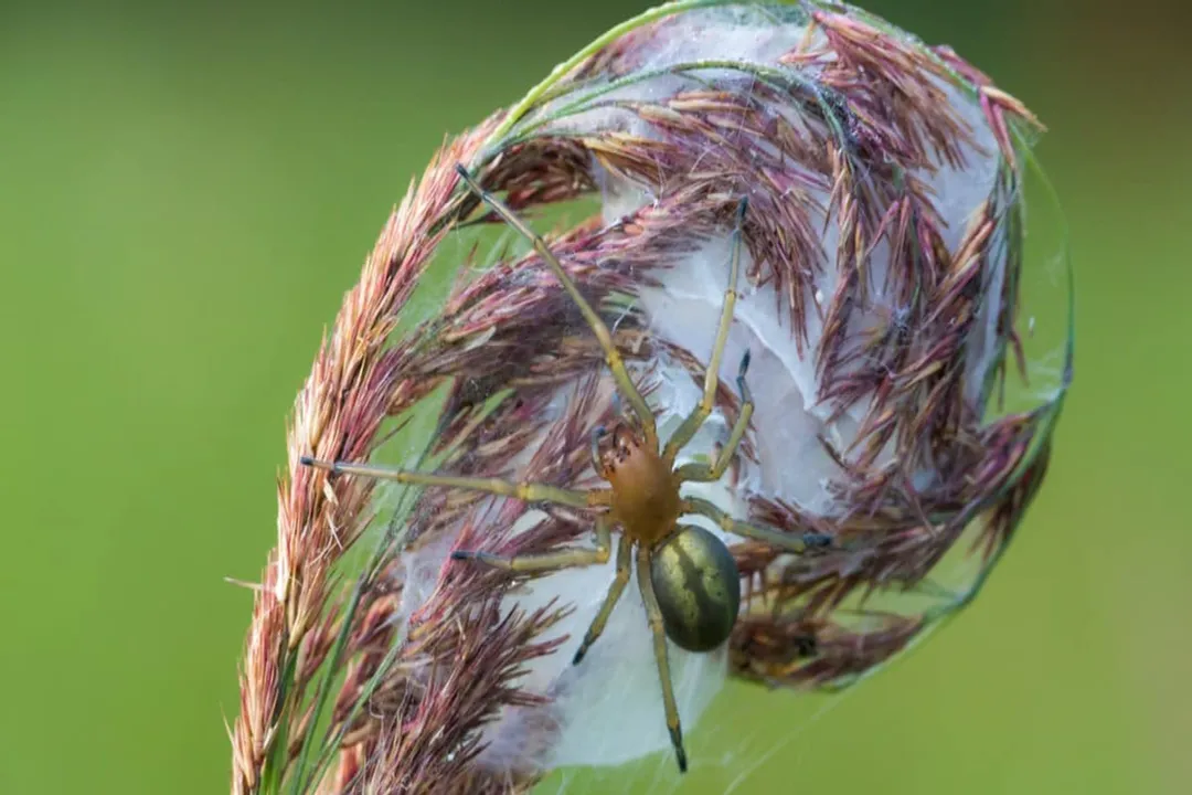 Yellow Sac Spider Facts, Color and Form