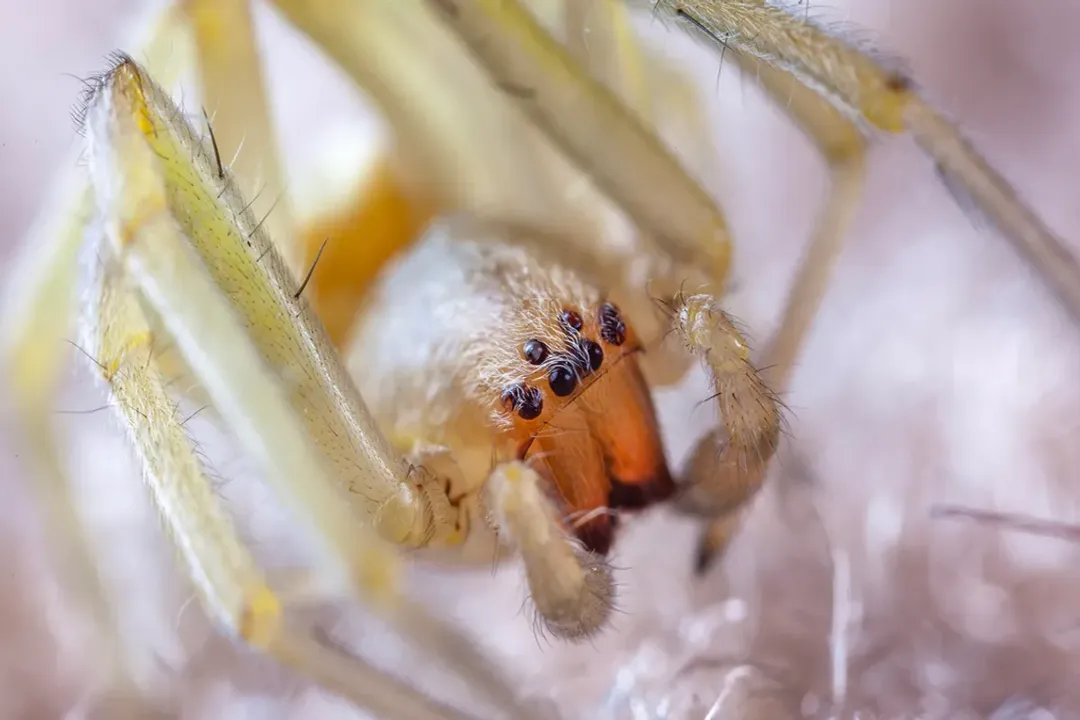 Yellow Sac Spider Facts, Nocturnal Habits
