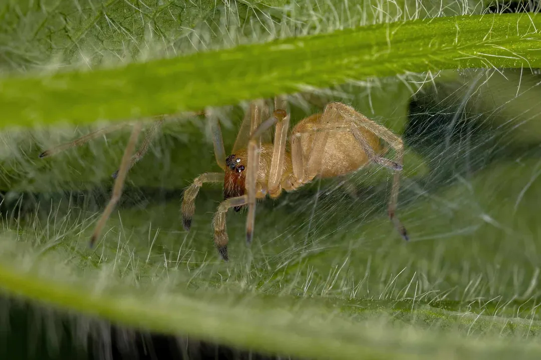 What genus primarily encompasses the yellow sac spider population?