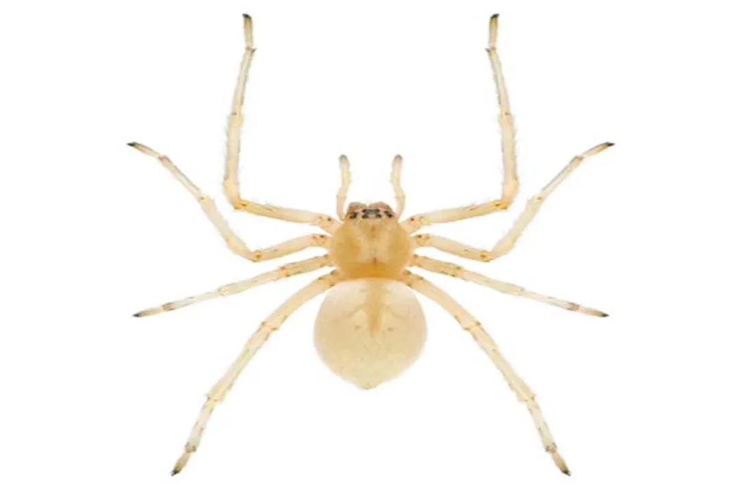 Yellow Sac Spider Locations, Geographic Range