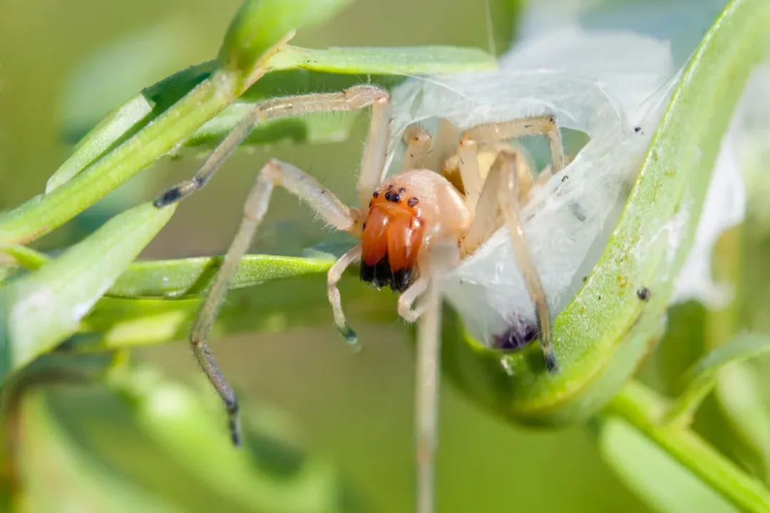 Yellow Sac Spider Physical Characteristics, Size Range