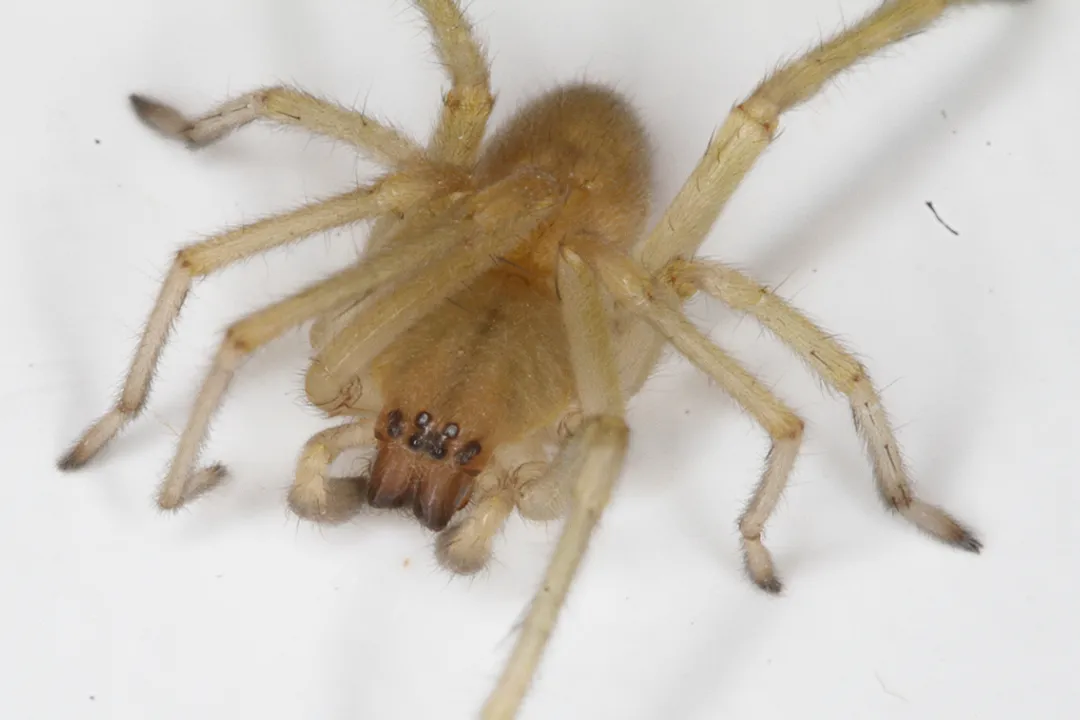 Yellow Sac Spider Scientific Classification, Jointed Bodies