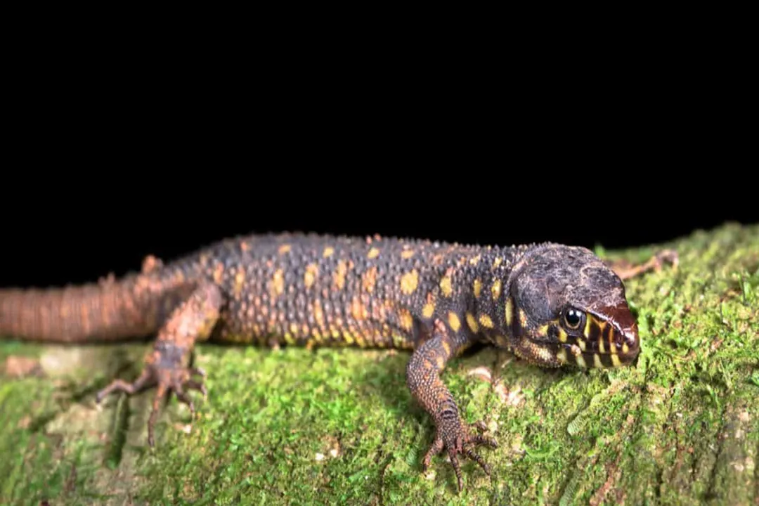 Yellow Spotted Lizard Diet, Nocturnal Foraging