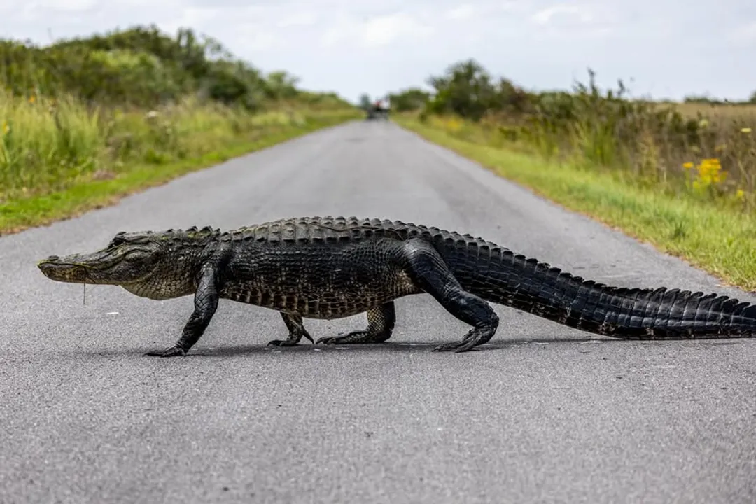 Yellow Spotted Lizard Evolution, Morphology Evidence