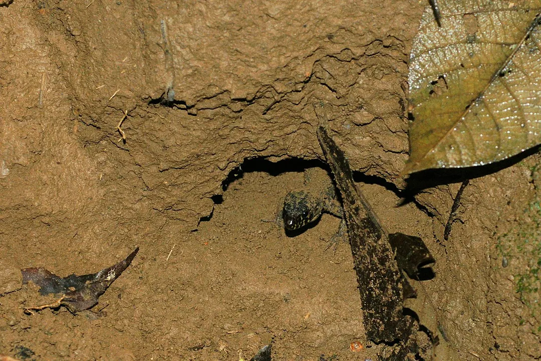 Yellow Spotted Lizard Evolution