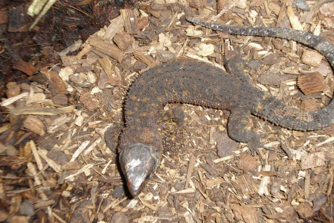 Yellow Spotted Lizard Physical Characteristics, Integument and Head Structure