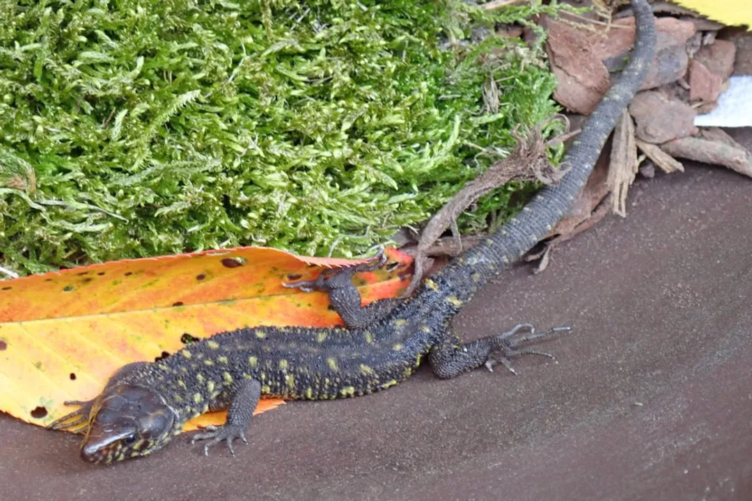 Yellow Spotted Lizard Scientific Classification, Hierarchy Overview