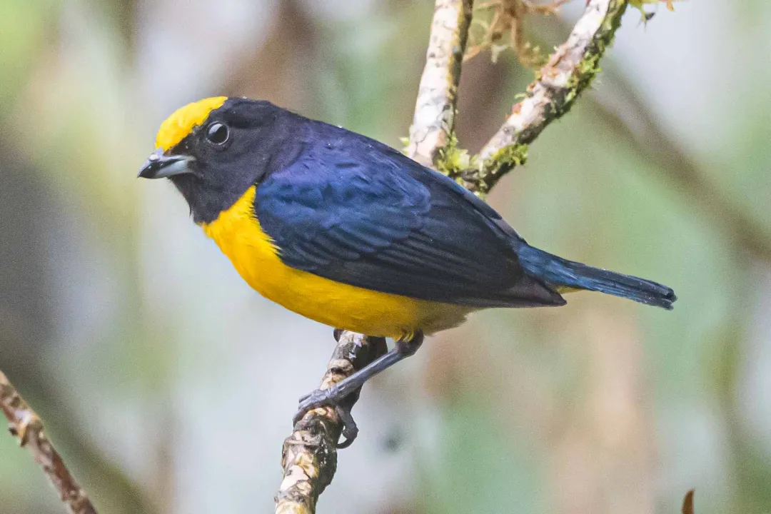 Yellow Tanager (Black-and-Yellow Tanager) Evolution, Taxonomic Identity
