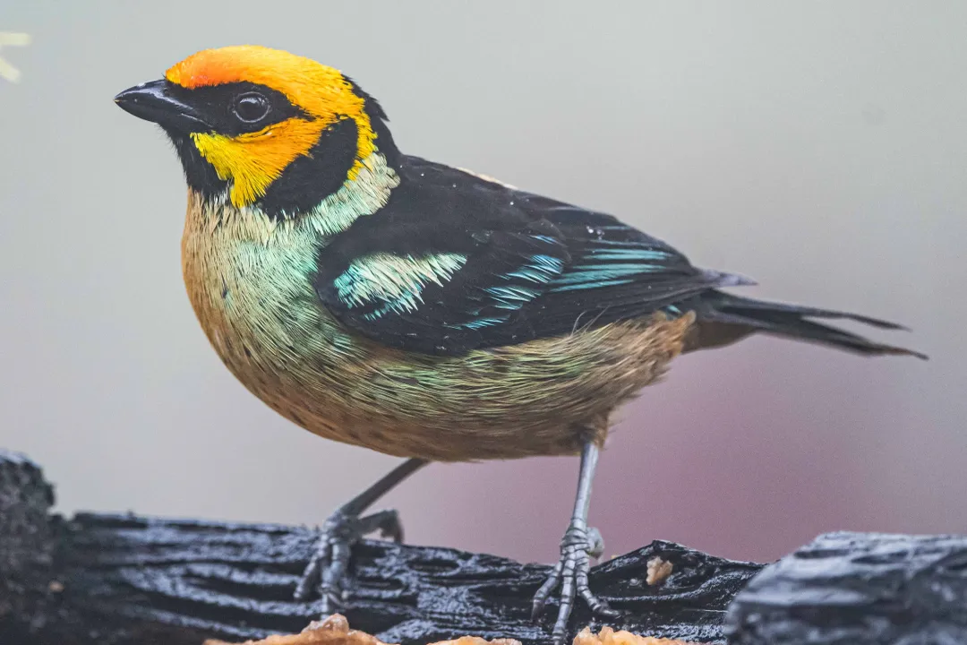 Yellow Tanager (Black-and-Yellow Tanager) Evolution, Range History