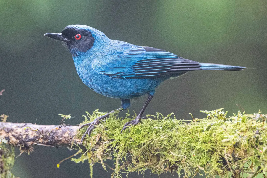Yellow Tanager (Black-and-Yellow Tanager) Evolution, Plumage Structure