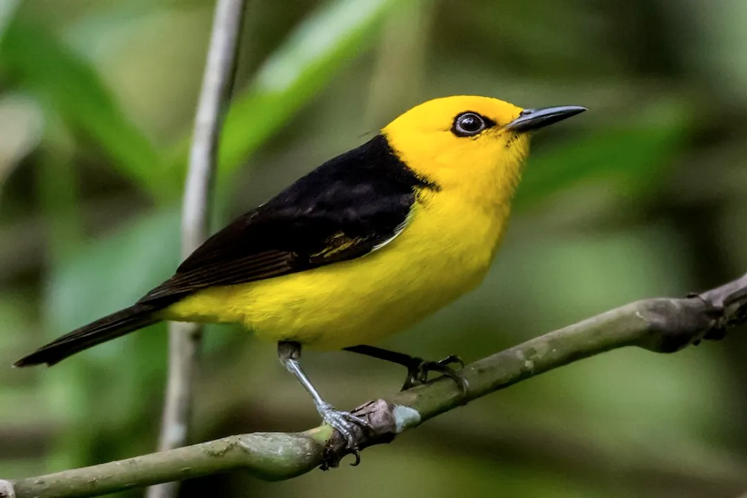 What part of the adult male Black-and-Yellow Tanager's plumage is predominantly black, contrasting with the yellow?