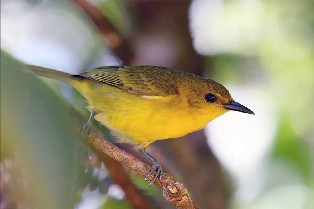 Yellow Tanager (Black-and-Yellow Tanager) Facts, Habitat Range