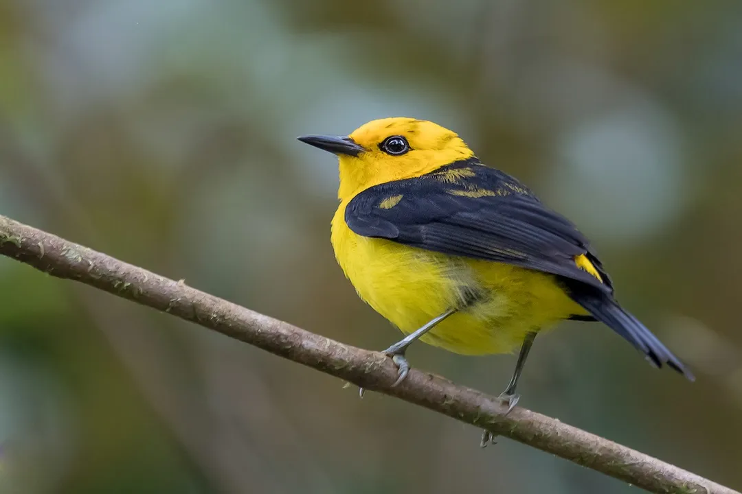 Yellow Tanager (Black-and-Yellow Tanager) Facts, Plumage Description