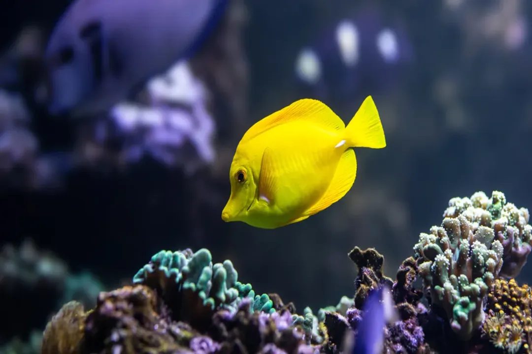Yellow Tang Facts, Ocean Habitat