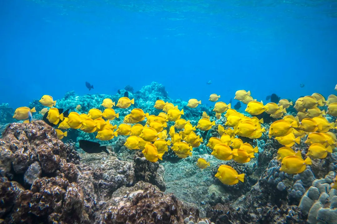 Yellow Tang Facts, Algae Grazers
