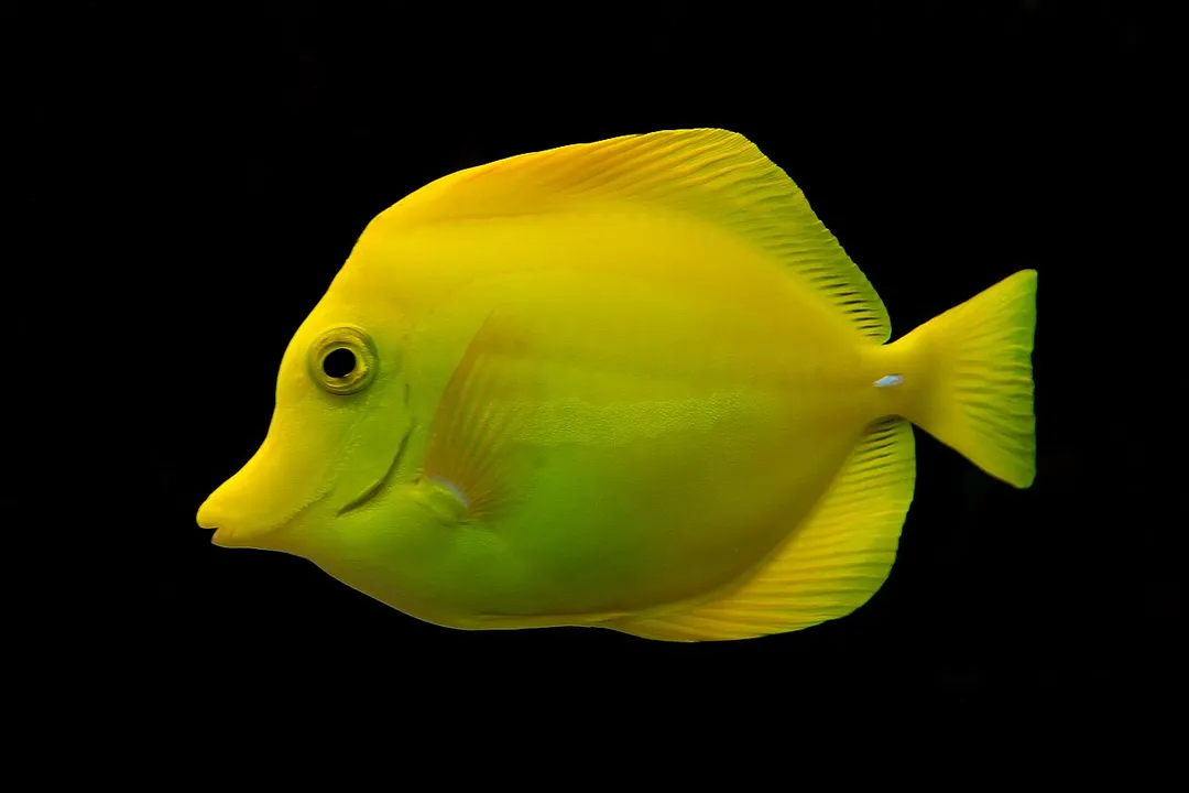Yellow Tang Facts, Tail Scalpel