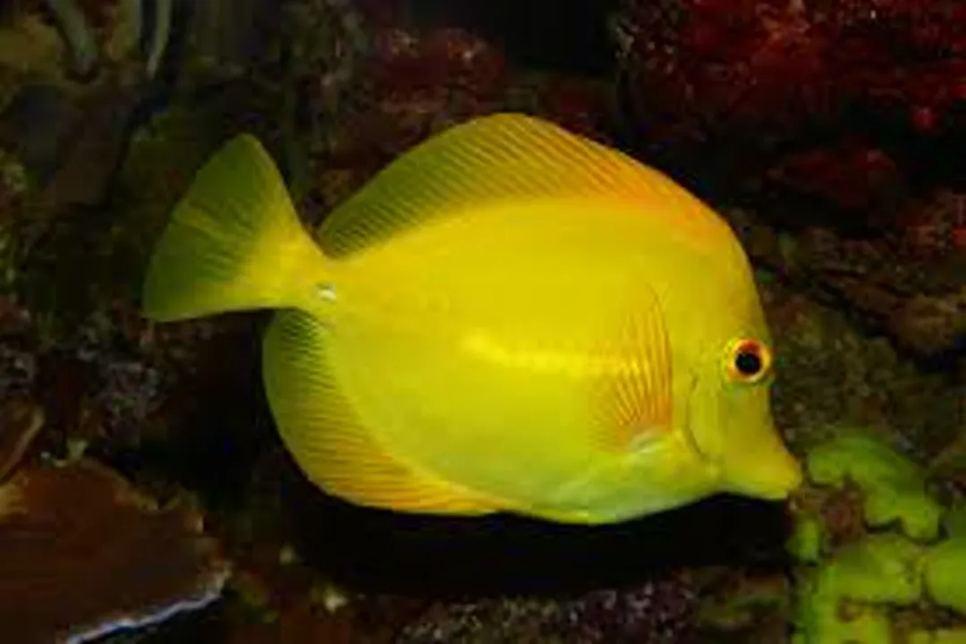 Yellow Tang Locations, Habitat Details