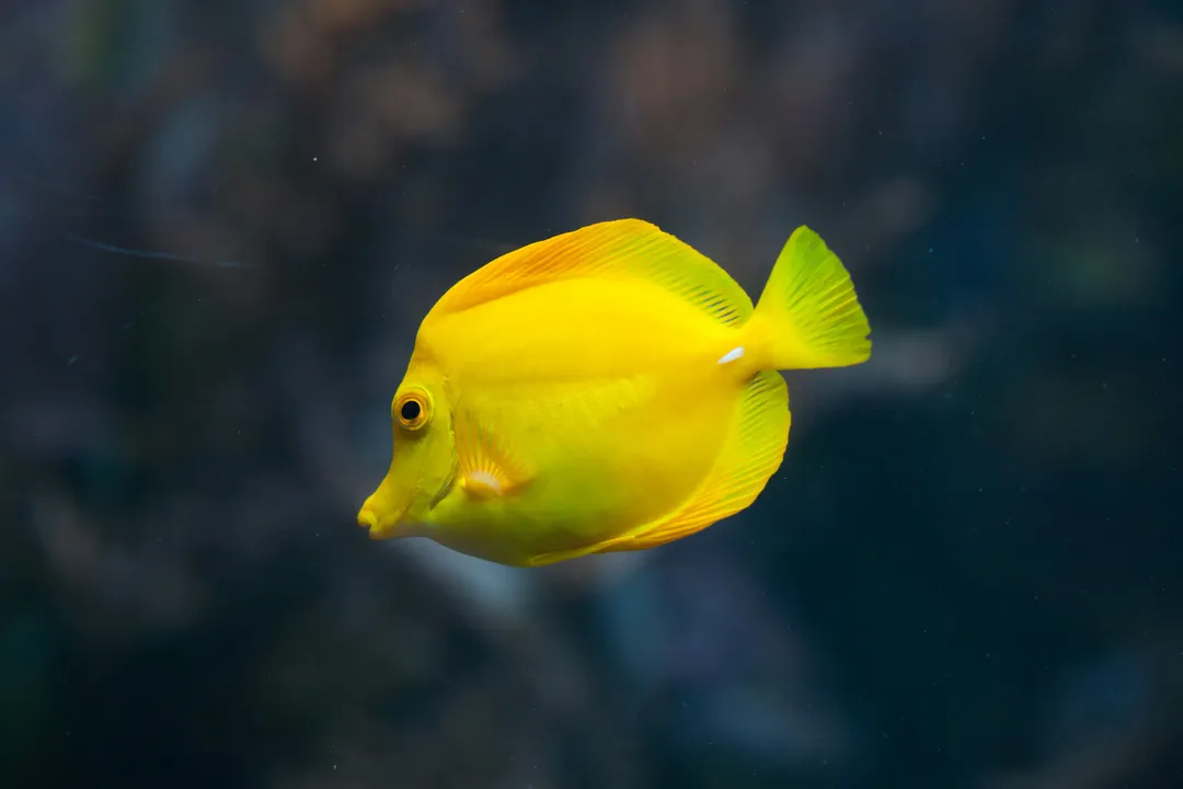 Yellow Tang Physical Characteristics