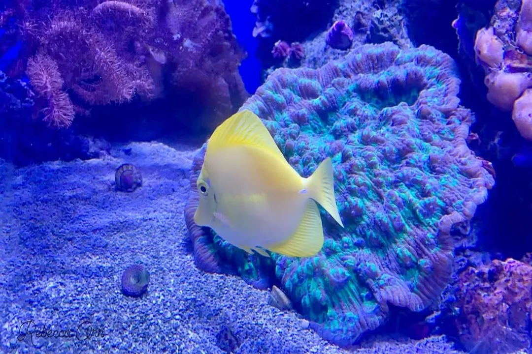 Yellow Tang Physical Characteristics, Body Shape