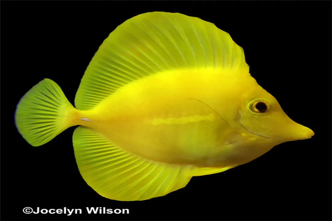 Yellow Tang Scientific Classification, Broad Groupings