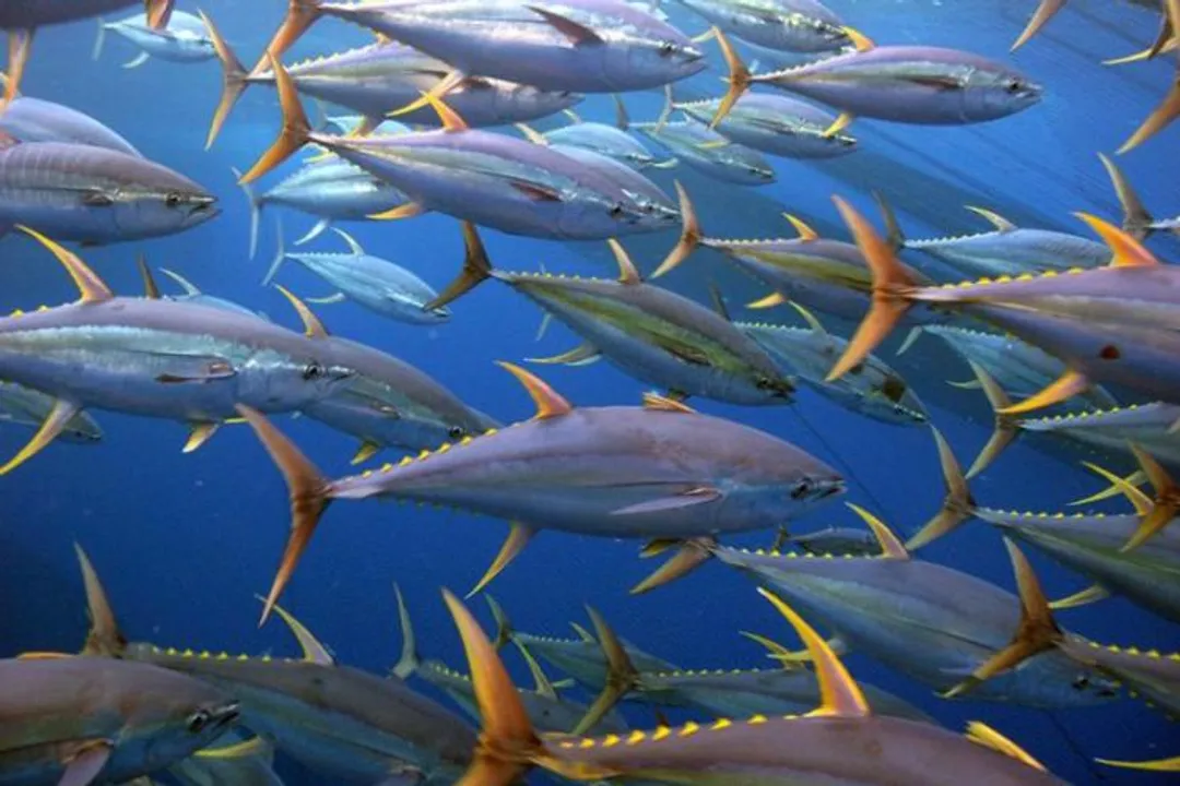Yellowfin Tuna Diet