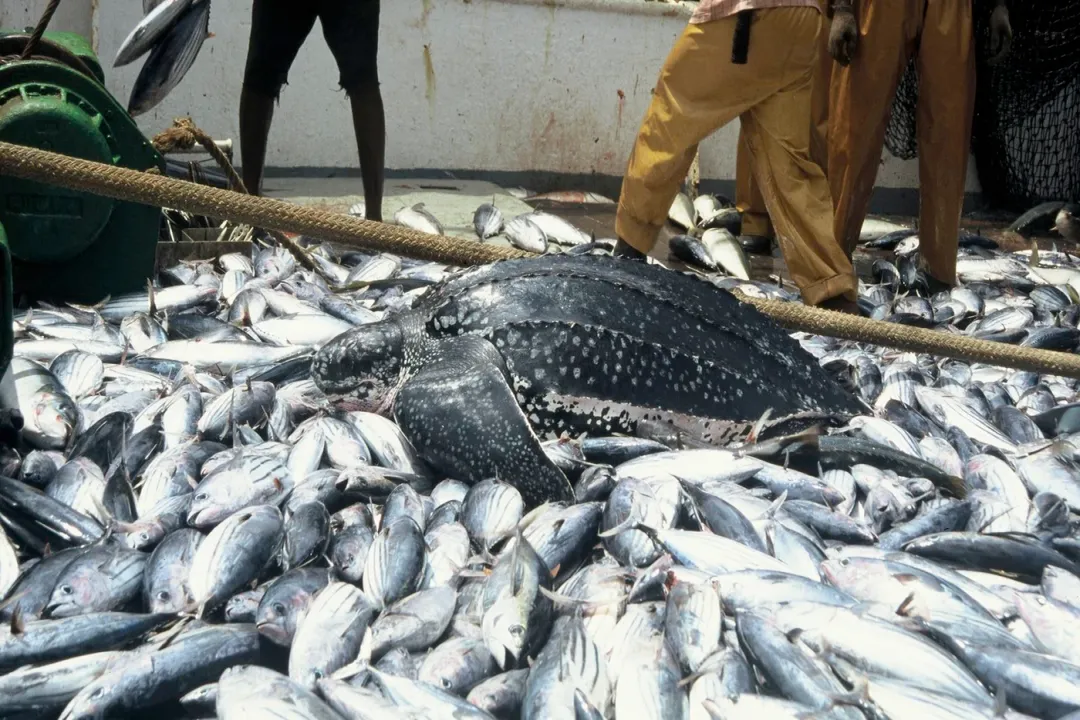 Yellowfin Tuna Facts, Diet and Predators