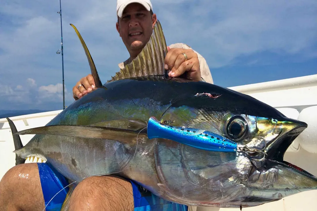 Yellowfin Tuna Facts, Habitat and Behavior