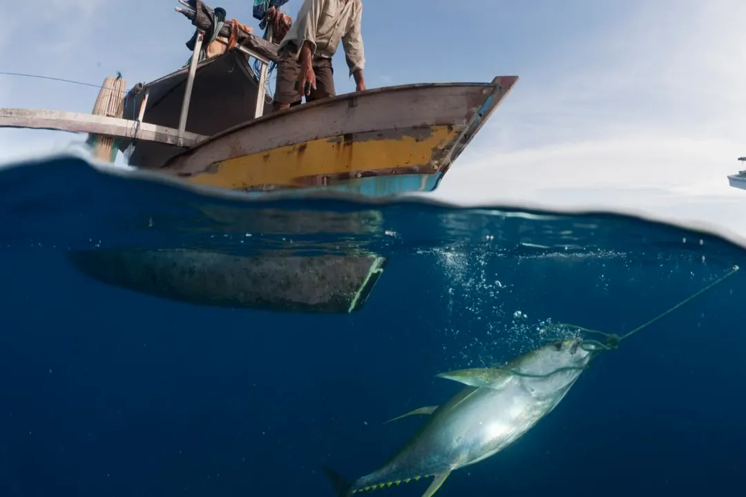Yellowfin Tuna Facts, Physical Traits