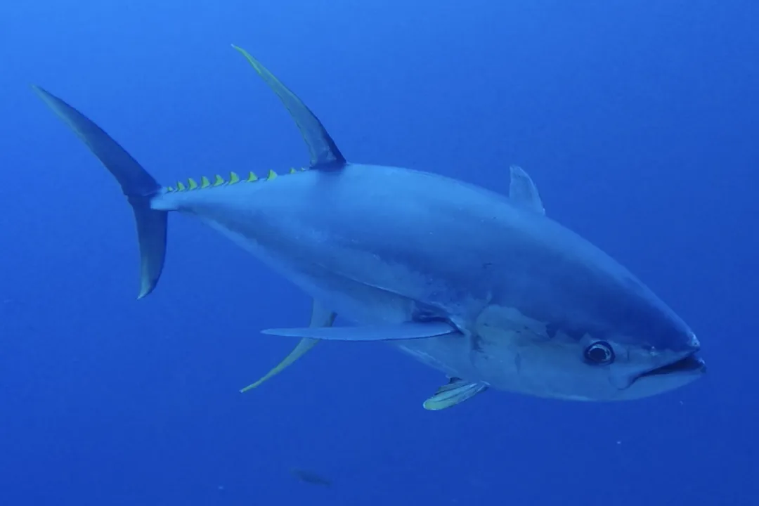 Yellowfin Tuna Physical Characteristics, Fin Structure