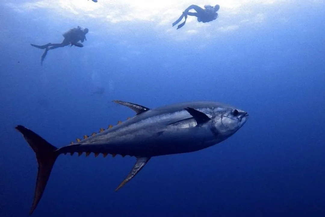 Yellowfin Tuna Physical Characteristics