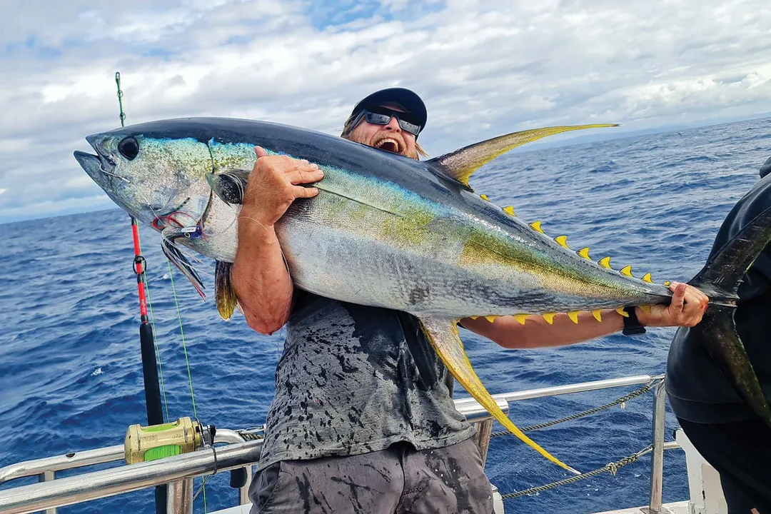 Yellowfin Tuna Physical Characteristics, Coloration Patterns