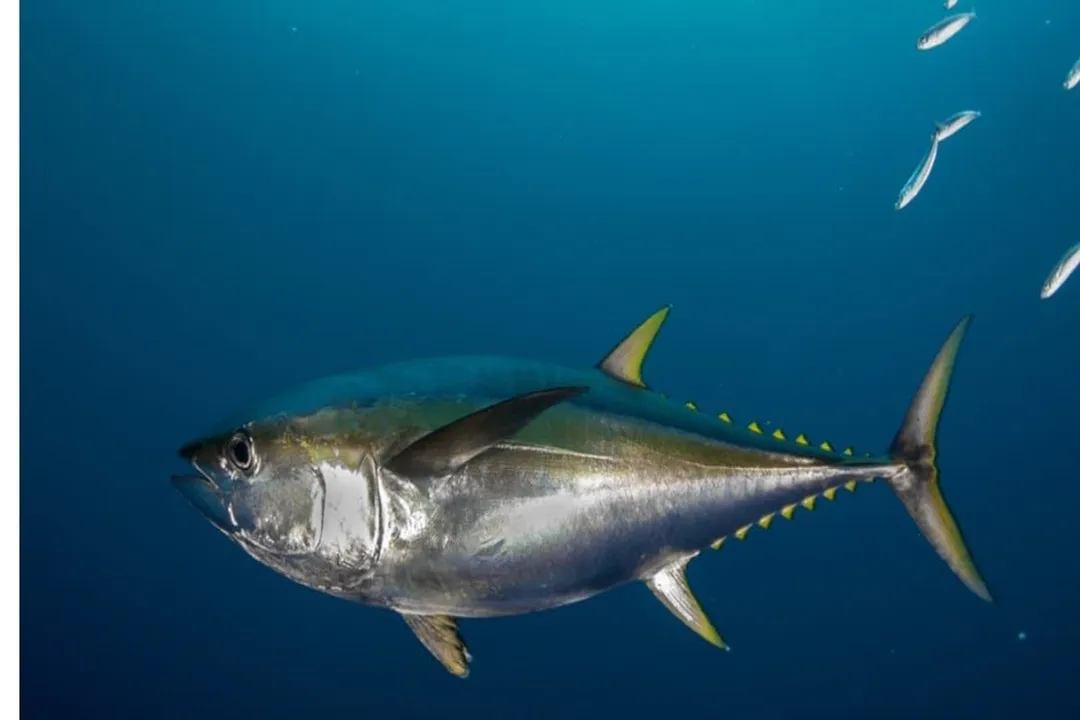 Yellowfin Tuna Scientific Classification, Kingdom Animalia