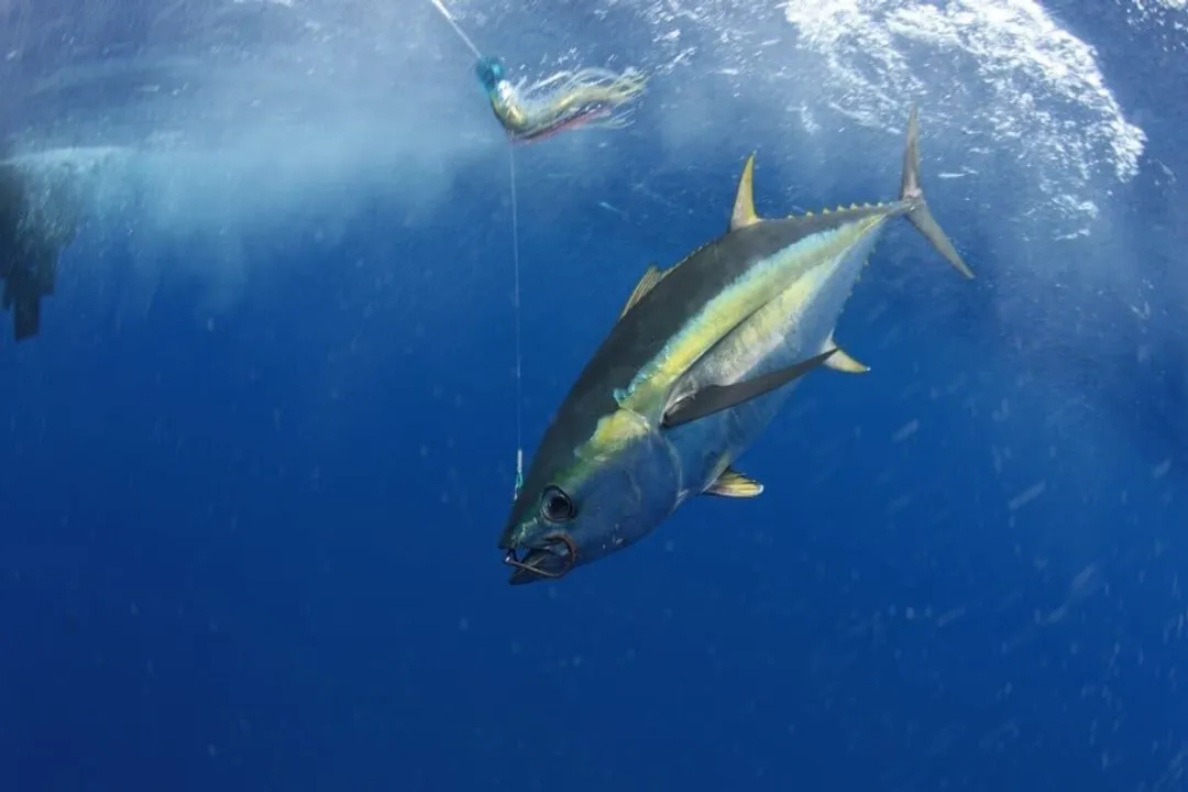 Yellowfin Tuna Scientific Classification, Class Actinopterygii