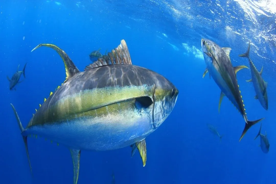 Yellowfin Tuna Scientific Classification, Phylum Chordata