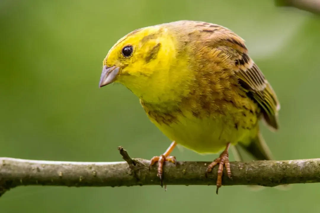 Yellowhammer Evolution, Identification Song