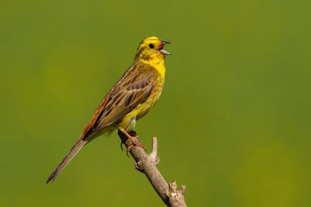 Yellowhammer Facts, Bird Look